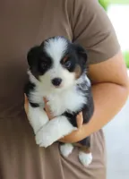 Zeke, a male Australian Shepherd for sale in Millersburg, OH – Photo 8 of 8