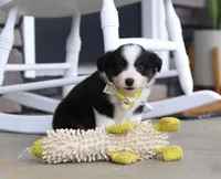 Zeke, a male Australian Shepherd for sale in Millersburg, OH – Photo 3 of 8