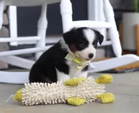 Zeke, a male Australian Shepherd for sale in Millersburg, OH – Photo 6 of 8