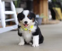Zeke, a male Australian Shepherd for sale in Millersburg, OH – Photo 1 of 8