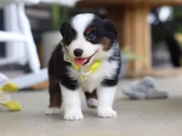 Zeke, a male Australian Shepherd for sale in Millersburg, OH – Photo 4 of 8
