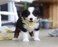 Zeke, a male Australian Shepherd for sale in Millersburg, OH – Photo 5 of 8