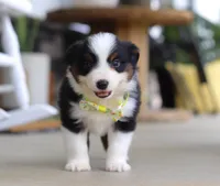 Zeke, a male Australian Shepherd for sale in Millersburg, OH – Photo 2 of 8