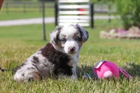 Callie, a female Miniature Australian Shepherd for sale in Millersburg, OH – 5 of 8