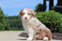 Cassie, a female Miniature Australian Shepherd for sale in Millersburg, OH – 3 of 7