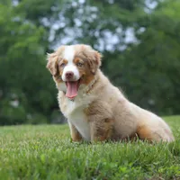 Willy, a male Miniature American Shepherd for sale in Millersburg, OH – Photo 5 of 5