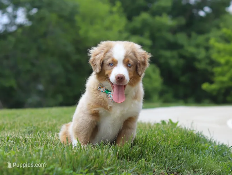 Willy, a male Miniature American Shepherd for sale in Millersburg, OH – Photo 1 of 5