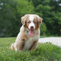 Willy, a male Miniature American Shepherd for sale in Millersburg, OH – Photo 1 of 5