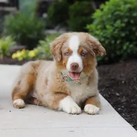 Willy, a male Miniature American Shepherd for sale in Millersburg, OH – Photo 2 of 5