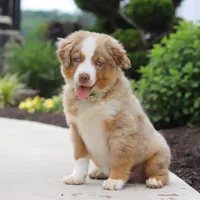 Willy, a male Miniature American Shepherd for sale in Millersburg, OH – Photo 4 of 5