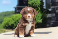 Connor, a male Miniature Australian Shepherd for sale in Millersburg, OH – 5 of 10