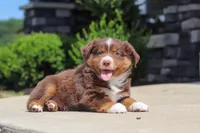 Connor, a male Miniature Australian Shepherd for sale in Millersburg, OH – 3 of 10