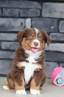 Connor, a male Miniature Australian Shepherd for sale in Millersburg, OH – 8 of 10