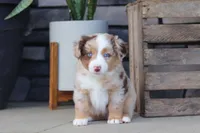 Corry, a male Miniature Australian Shepherd for sale in Millersburg, OH – 6 of 10