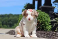 Cassie, a female Miniature Australian Shepherd for sale in Millersburg, OH – 5 of 7