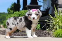 Callie, a female Miniature Australian Shepherd for sale in Millersburg, OH – 1 of 8