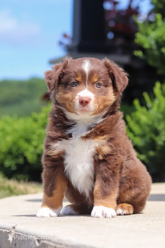 Connor – Miniature Australian Shepherd puppy for sale in Millersburg, OH