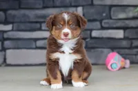 Connor, a male Miniature Australian Shepherd for sale in Millersburg, OH – 6 of 10