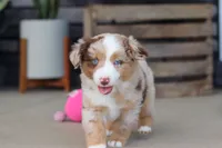 Corry, a male Miniature Australian Shepherd for sale in Millersburg, OH – 7 of 10