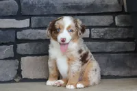 Corry, a male Miniature Australian Shepherd for sale in Millersburg, OH – 5 of 10