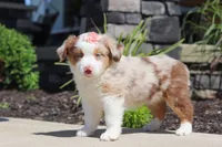 Cassie, a female Miniature Australian Shepherd for sale in Millersburg, OH – 4 of 7