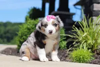 Callie, a female Miniature Australian Shepherd for sale in Millersburg, OH – 7 of 8