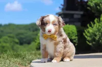 Corry, a male Miniature Australian Shepherd for sale in Millersburg, OH – 9 of 10