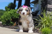 Callie, a female Miniature Australian Shepherd for sale in Millersburg, OH – 8 of 8