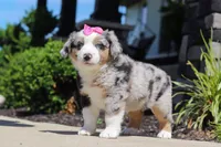 Callie, a female Miniature Australian Shepherd for sale in Millersburg, OH – 3 of 8