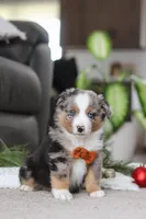 Anson, a male Miniature Australian Shepherd for sale in Millersburg, OH – Photo 7 of 7