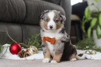 Anson, a male Miniature Australian Shepherd for sale in Millersburg, OH – Photo 4 of 7
