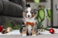 Anson, a male Miniature Australian Shepherd for sale in Millersburg, OH – Photo 5 of 7