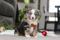 Anson, a male Miniature Australian Shepherd for sale in Millersburg, OH – Photo 6 of 7