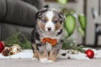 Anson, a male Miniature Australian Shepherd for sale in Millersburg, OH – Photo 2 of 7