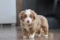 Andre, a male Miniature Australian Shepherd for sale in Millersburg, OH – Photo 5 of 7