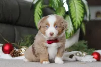 Andre, a male Miniature Australian Shepherd for sale in Millersburg, OH – Photo 4 of 7