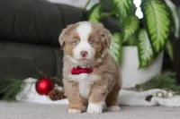 Andre, a male Miniature Australian Shepherd for sale in Millersburg, OH – Photo 1 of 7