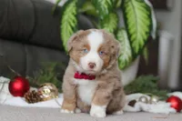 Andre, a male Miniature Australian Shepherd for sale in Millersburg, OH – Photo 2 of 7