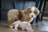 Andre, a male Miniature Australian Shepherd for sale in Millersburg, OH – Photo 7 of 7