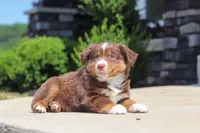 Connor, a male Miniature Australian Shepherd for sale in Millersburg, OH – 2 of 10