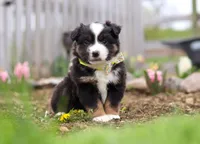 Walker, a male Miniature American Shepherd for sale in Millersburg, OH – Photo 5 of 9