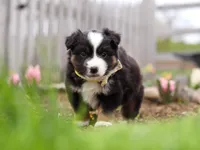 Walker, a male Miniature American Shepherd for sale in Millersburg, OH – Photo 3 of 9