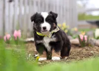 Walker, a male Miniature American Shepherd for sale in Millersburg, OH – Photo 7 of 9