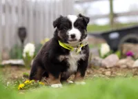 Walker, a male Miniature American Shepherd for sale in Millersburg, OH – Photo 6 of 9