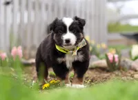 Walker, a male Miniature American Shepherd for sale in Millersburg, OH – Photo 9 of 9