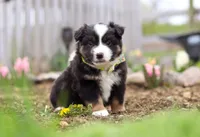 Walker, a male Miniature American Shepherd for sale in Millersburg, OH – Photo 2 of 9
