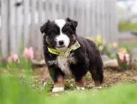 Walker, a male Miniature American Shepherd for sale in Millersburg, OH – Photo 8 of 9