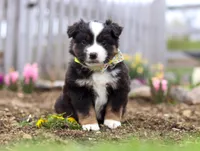 Walker, a male Miniature American Shepherd for sale in Millersburg, OH – Photo 1 of 9