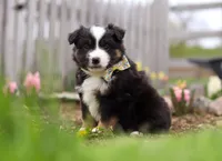 Walker, a male Miniature American Shepherd for sale in Millersburg, OH – Photo 4 of 9