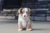 Corry, a male Miniature Australian Shepherd for sale in Millersburg, OH – 2 of 10
